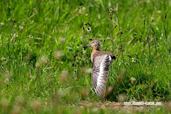 Uferschnepfe - Copyright Stefan Pfützke