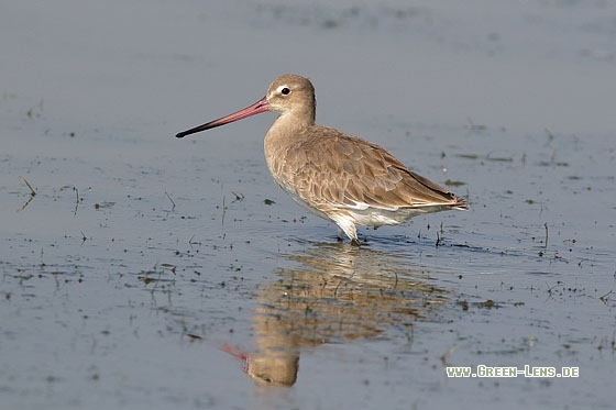 Uferschnepfe - Copyright Stefan Pfützke