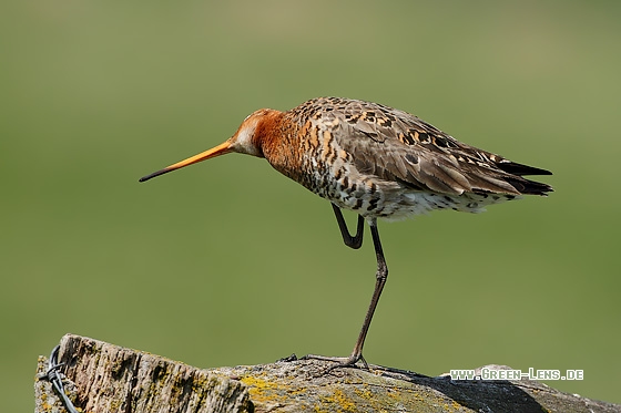 Uferschnepfe - Copyright Stefan Pfützke