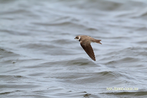 Uferschwalbe - Copyright Stefan Pfützke