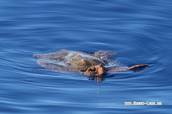 Unechte Karettschildkröte - Copyright Stefan Pfützke