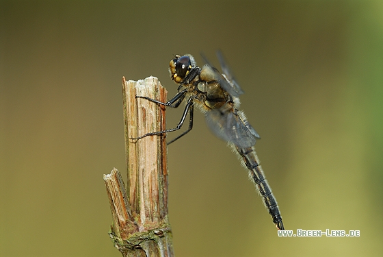 Vierfleck - Copyright Christian Gelpke