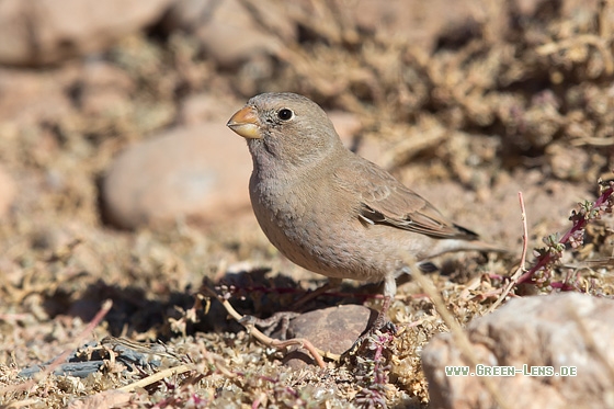 Wüstengimpel - Copyright Mathias Putze