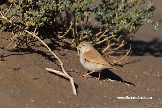 Saharagrasmücke - Copyright Mathias Putze