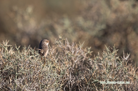 Wüstenprinie - Copyright Mathias Putze