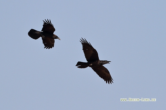 Wüstenrabe - Copyright Stefan Pfützke