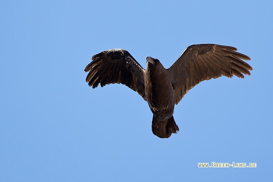 Wüstenrabe - Copyright Mathias Putze