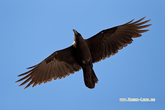 Wüstenrabe - Copyright Mathias Putze