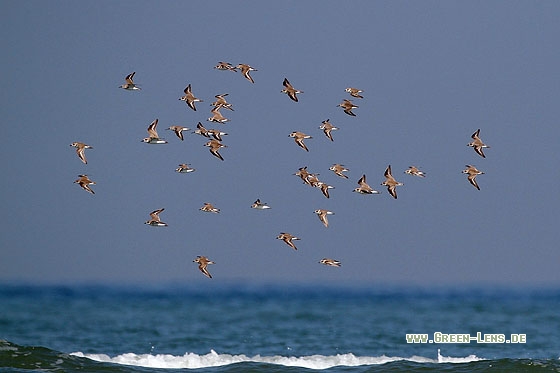Wüstenregenpfeifer - Copyright Stefan Pfützke