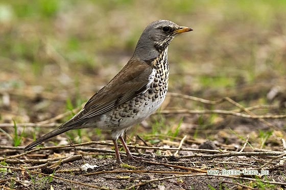 Wacholderdrossel - Copyright Stefan Pfützke