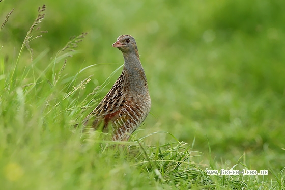 Wachtelkönig - Copyright Stefan Pfützke