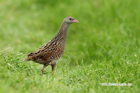 Wachtelkönig - Copyright Stefan Pfützke