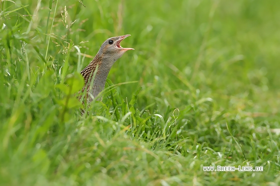 Wachtelkönig - Copyright Stefan Pfützke