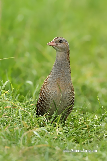 Wachtelkönig - Copyright Stefan Pfützke