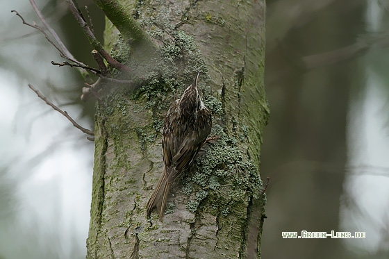 Waldbaumläufer - Copyright Stefan Pfützke