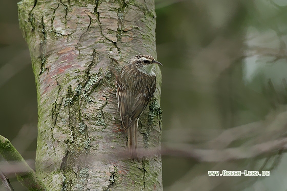 Waldbaumläufer - Copyright Stefan Pfützke