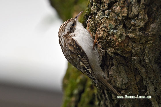 Waldbaumläufer - Copyright Stefan Pfützke