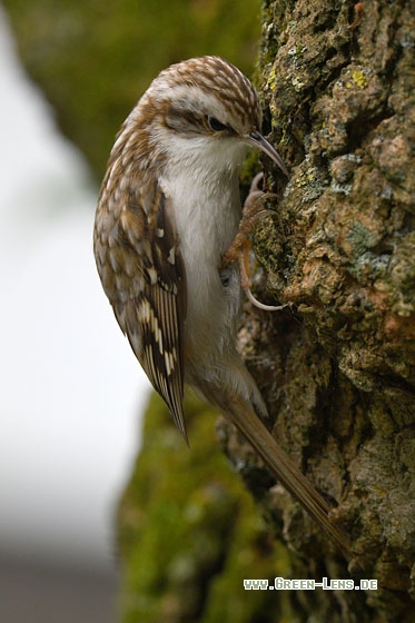 Waldbaumläufer - Copyright Stefan Pfützke