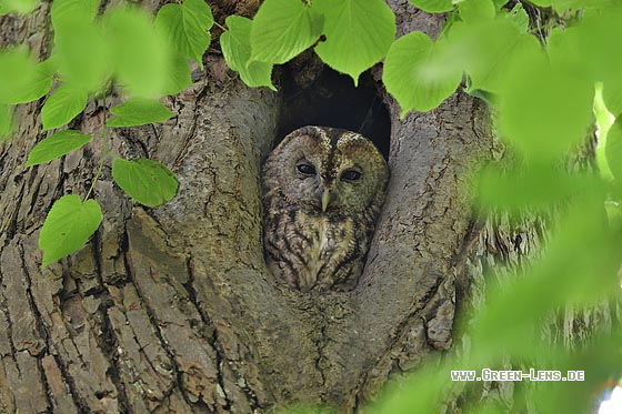 Waldkauz - Copyright 