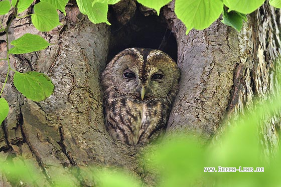 Waldkauz - Copyright 