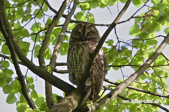 Waldkauz - Copyright Stefan Pfützke