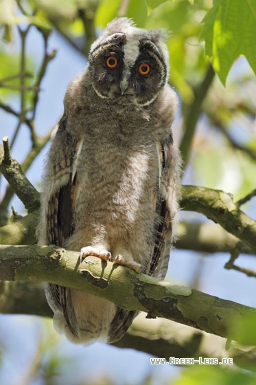 Waldohreule - Copyright Stefan Pfützke