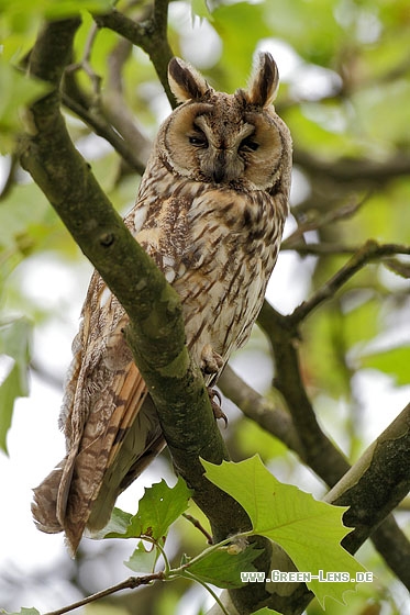 Waldohreule - Copyright Stefan Pfützke