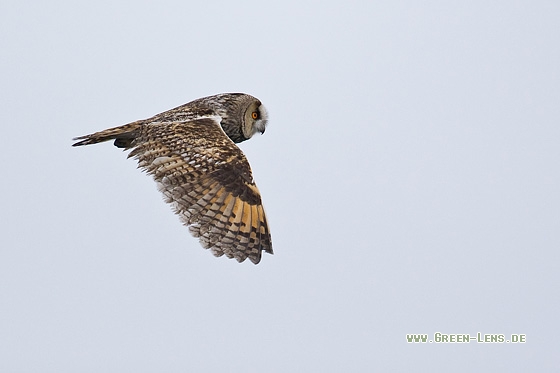 Waldohreule - Copyright Mathias Putze