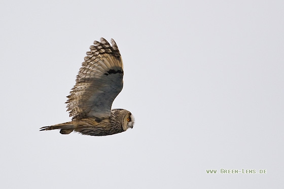 Waldohreule - Copyright Mathias Putze