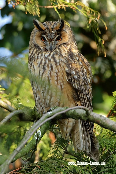 Waldohreule - Copyright Stefan Pfützke