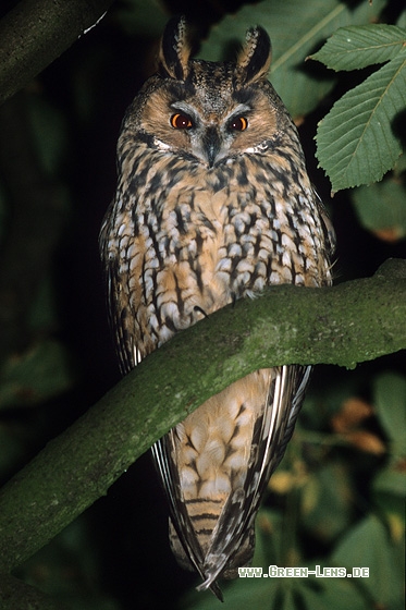 Waldohreule - Copyright Stefan Pfützke