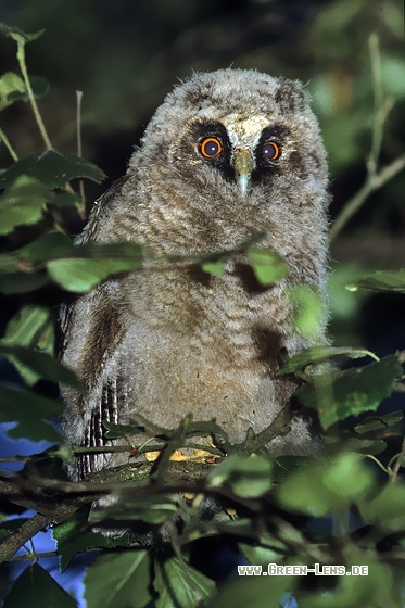 Waldohreule - Copyright Stefan Pfützke