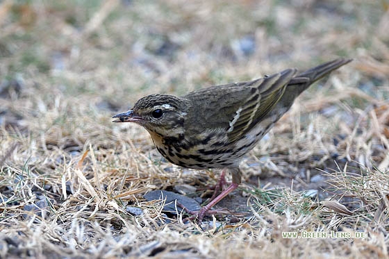 Waldpieper - Copyright Stefan Pfützke