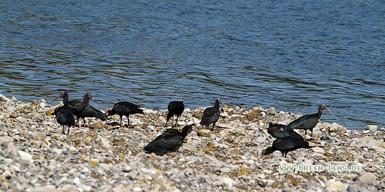 Waldrapp - Copyright Stefan Pfützke