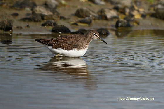 Waldwasserläufer - Copyright Stefan Pfützke