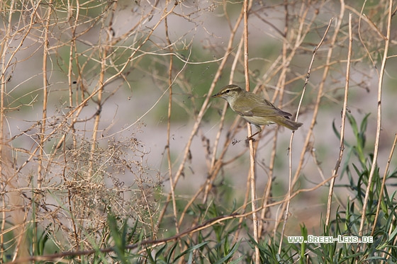 Wanderlaubsänger - Copyright Mathias Putze