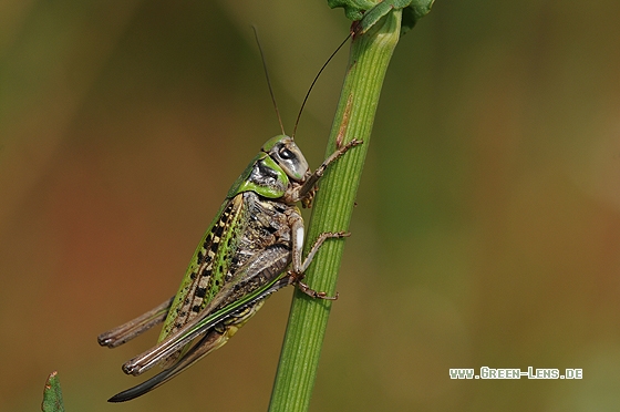 Warzenbeißer - Copyright Christian Gelpke
