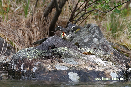 Wasseramsel - Copyright Stefan Pfützke