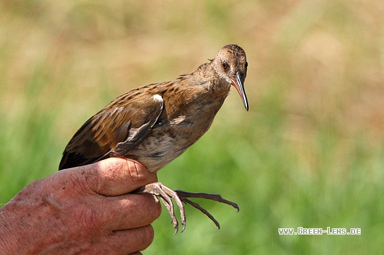 Wasserralle - Copyright Stefan Pfützke