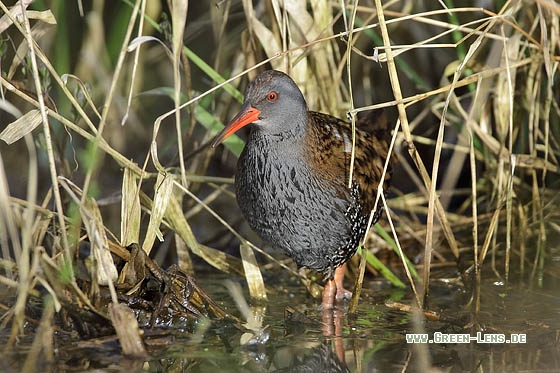 Wasserralle - Copyright Stefan Pfützke