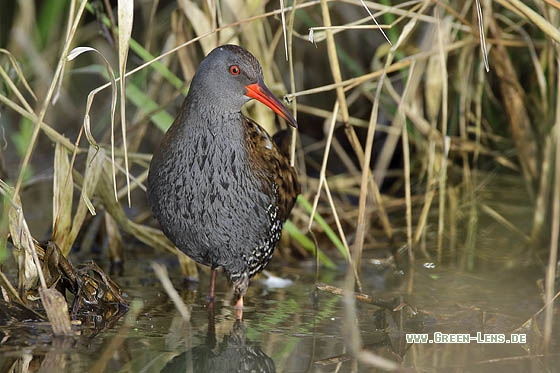 Wasserralle - Copyright Stefan Pfützke