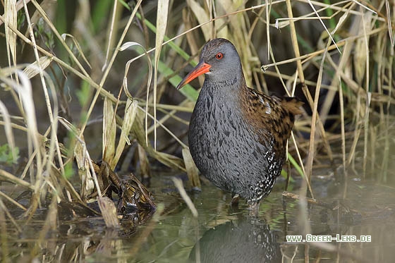 Wasserralle - Copyright Stefan Pfützke