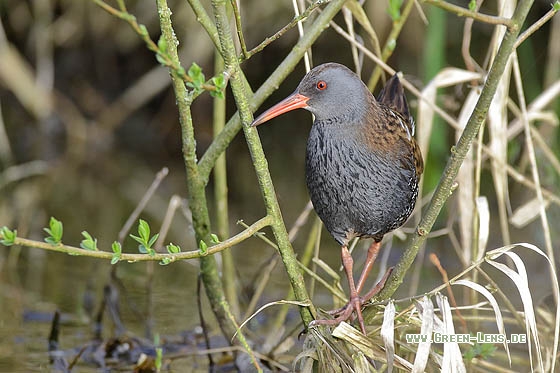 Wasserralle - Copyright Stefan Pfützke