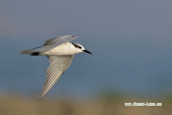 Weißbart-Seeschwalbe - Copyright Stefan Pfützke
