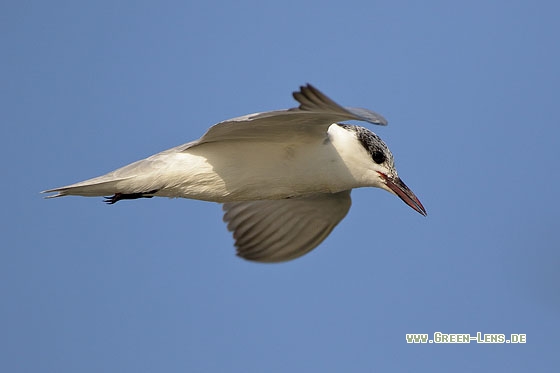 Weißbart-Seeschwalbe - Copyright Stefan Pfützke