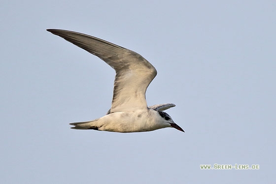 Weißbart-Seeschwalbe - Copyright Stefan Pfützke