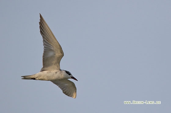 Weißbart-Seeschwalbe - Copyright Stefan Pfützke
