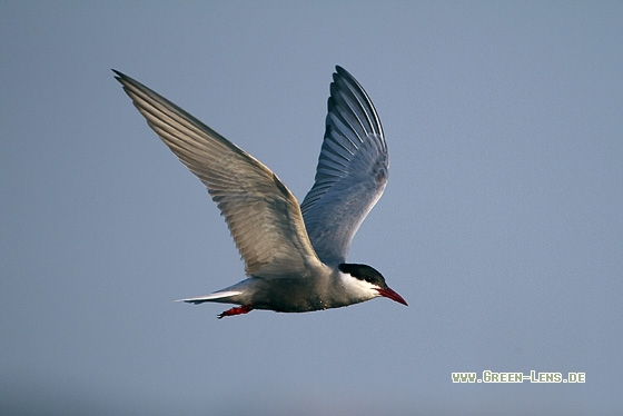 Weißbart-Seeschwalbe - Copyright Stefan Pfützke