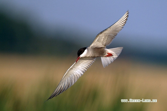 Weißbart-Seeschwalbe - Copyright Stefan Pfützke
