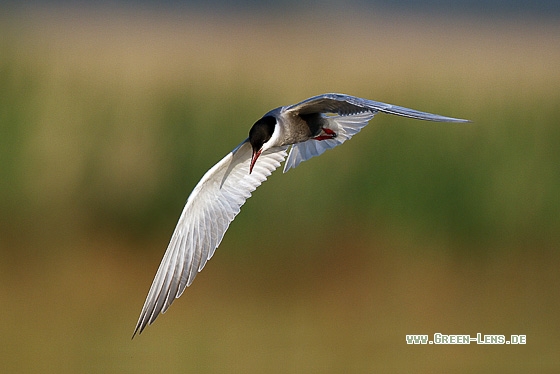 Weißbart-Seeschwalbe - Copyright Stefan Pfützke